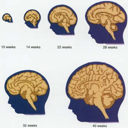 Baby mental development sale