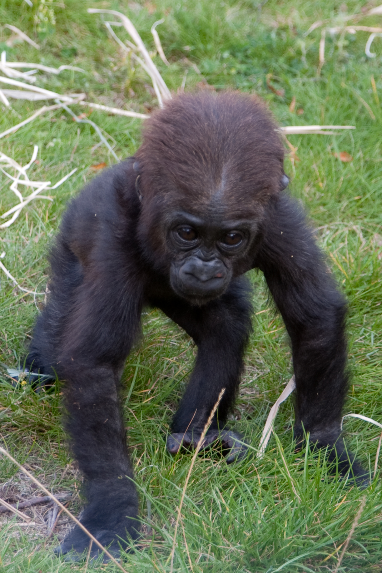 Read and Do: Meet Angela the Baby Gorilla, Who is Also “Sheltering in Place”