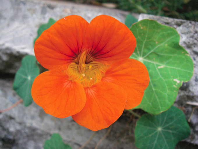 DIY With Kids: Grow Edible Flowers